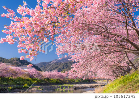 《静岡県》河津桜満開の風景・河津町 103617245