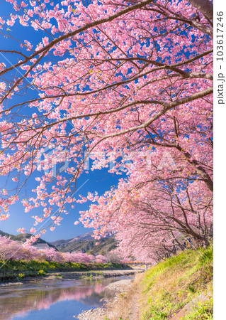 《静岡県》河津桜満開の風景・河津町 103617246
