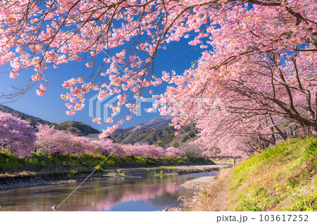 《静岡県》河津桜満開の風景・河津町 103617252