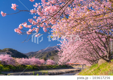 《静岡県》河津桜満開の風景・河津町 《静岡県》河津桜満開の風景・河津町 103617256