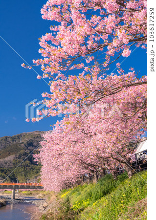《静岡県》河津桜満開の風景・河津町 103617259