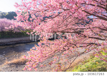 《静岡県》河津桜満開の風景・河津町 103617263