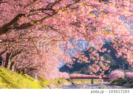 《静岡県》河津桜満開の風景・河津町 《静岡県》河津桜満開の風景・河津町 103617265