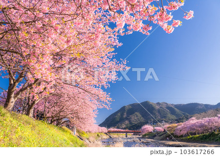 《静岡県》河津桜満開の風景・河津町 103617266