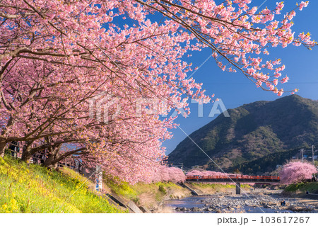 《静岡県》河津桜満開の風景・河津町 103617267