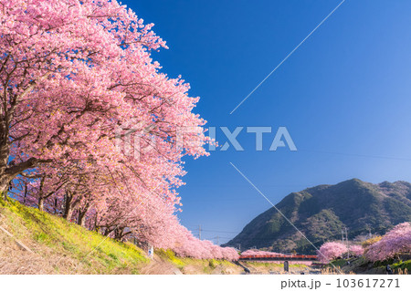 《静岡県》河津桜満開の風景・河津町 《静岡県》河津桜満開の風景・河津町 103617271