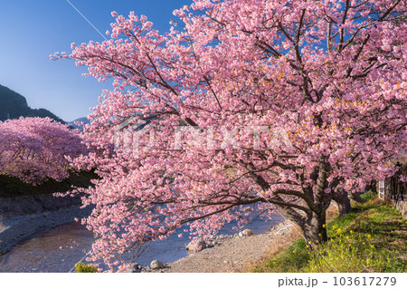 《静岡県》河津桜満開の風景・河津町 103617279