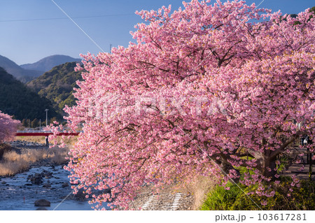 《静岡県》河津桜満開の風景・河津町 103617281