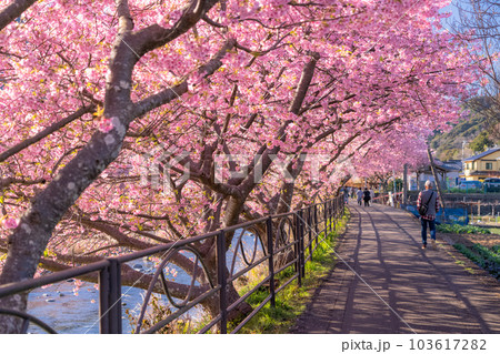 《静岡県》河津桜満開の風景・河津町 103617282