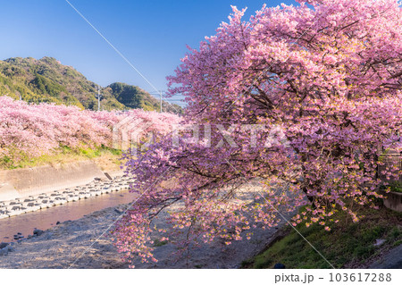 《静岡県》河津桜満開の風景・河津町 103617288