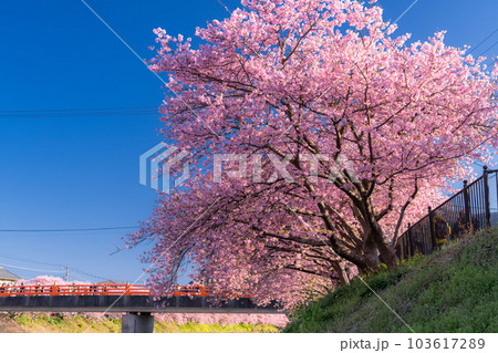 《静岡県》河津桜満開の風景・河津町 103617289