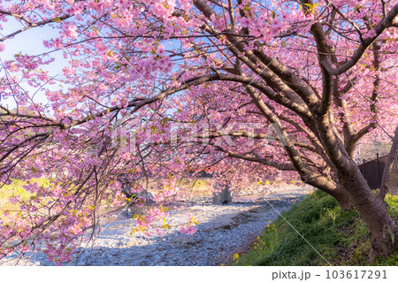 《静岡県》河津桜満開の風景・河津町 103617291