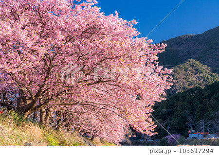 《静岡県》河津桜満開の風景・河津町 103617294