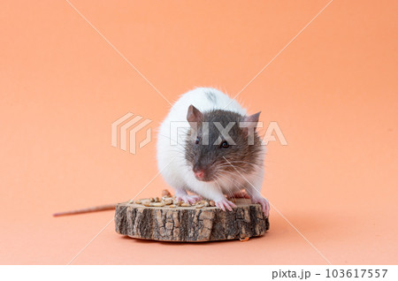 A domestic white rat with a gray muzzle sits on a pink background 103617557