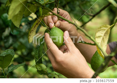 A man removes a green lime fruit from a tree 103617559