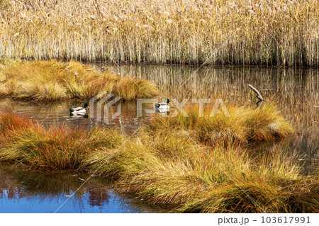 Autumn colored marsh wetland with two ducks Autumn colored marsh wetland with two ducks 103617991
