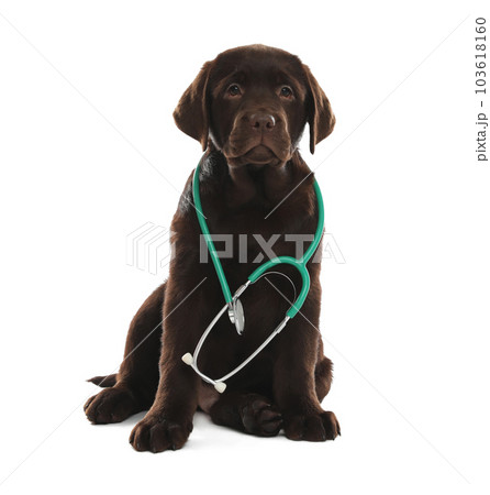 Cute Labrador dog with stethoscope as veterinarian on white background Cute Labrador dog with stethoscope as veterinarian on white background 103618160