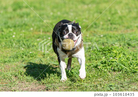 ボール遊びするボストンテリア ボール遊びするボストンテリア 103618435