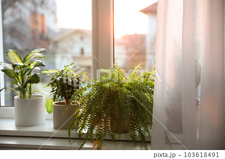 Different potted plants on window sill at home 103618491