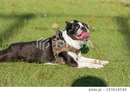 くつろぐボストンテリア 103618580