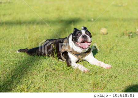 くつろぐボストンテリア 103618581