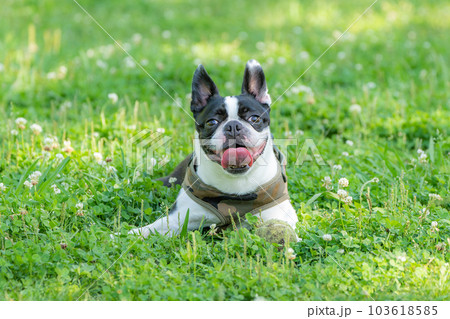 くつろぐボストンテリア くつろぐボストンテリア 103618585