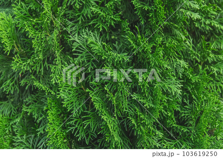 Green branches of the thuja tree natural background plant abstract Green branches of the thuja tree natural background plant abstract 103619250
