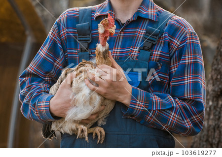 Farmer male rural poultry farming with shirt and overalls with a white-necked chicken in his arms outdoors close up Farmer male rural poultry farming with shirt and overalls with a white-necked chicken in his arms outdoors close up 103619277