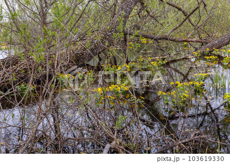 Marsh marigold flowers blooming Marsh marigold flowers blooming 103619330