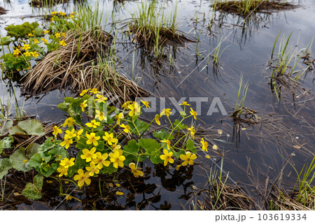 Marsh marigold, Caltha palustris in bloom Marsh marigold, Caltha palustris in bloom 103619334