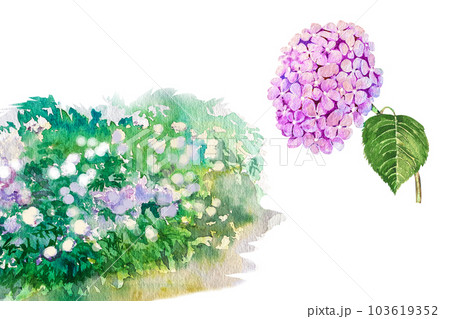 Watercolor illustration of hydrangea bush and branches. Blue, pink, white tender hydrangea Watercolor illustration of hydrangea bush and branches. Blue, pink, white tender hydrangea 103619352