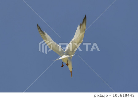 Royal tern. Sea bird flying. Seagull in the sky. 103619445