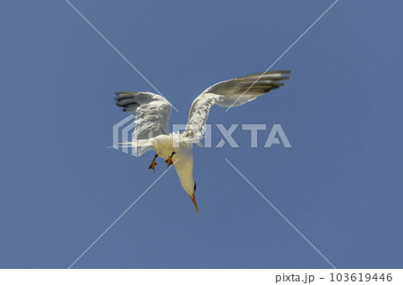 Royal tern. Sea bird flying. Seagull in the sky. 103619446