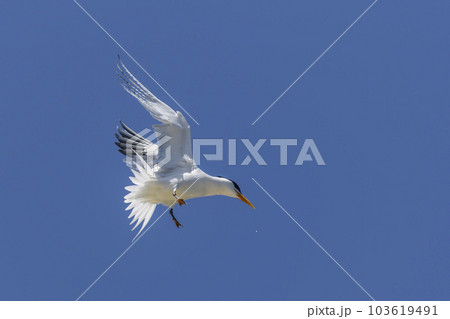 Royal tern. Sea bird flying. Seagull in the sky. 103619491