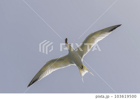 Royal tern. Sea bird flying. Seagull in the sky. 103619500