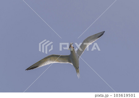 Royal tern. Sea bird flying. Seagull in the sky. Royal tern. Sea bird flying. Seagull in the sky. 103619501