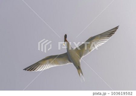 Royal tern. Sea bird flying. Seagull in the sky. 103619502