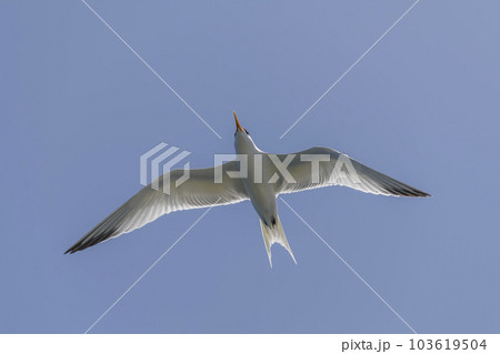Royal tern. Sea bird flying. Seagull in the sky. Royal tern. Sea bird flying. Seagull in the sky. 103619504