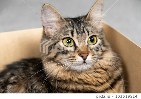 A curious cat sits and peeks out of a cardboard box A curious cat sits and peeks out of a cardboard box 103619514