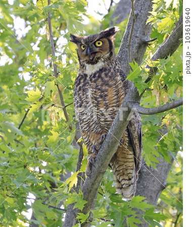 Great-horned Owl perched on a tree branch in the forest, Quebec, Canada 103619640