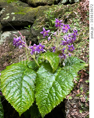 岩壁に咲く岩煙草の花、紫色の花、五弁の花、星型の花、6月に咲くかわいい花、半日陰に咲く山野草 岩壁に咲く岩煙草の花、紫色の花、五弁の花、星型の花、6月に咲くかわいい花、半日陰に咲く山野草 103619672