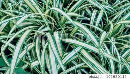 Carex morrowii, the kan suge, Morrow's sedge, Japanese grass sedge or Japanese sedge , is a species of flowering plant, Cyperaceae. Lush foliage, plant background. 103620113