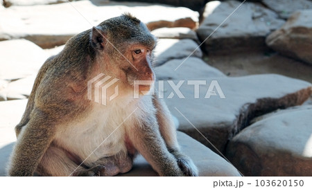 One cute fluffy monkey is sitting on stone slabs, a portrait of an animal. One cute fluffy monkey is sitting on stone slabs, a portrait of an animal. 103620150