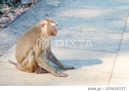 Close-up portrait of a fluffy monkey sitting on stone slabs, showcasing cuteness. 103620157