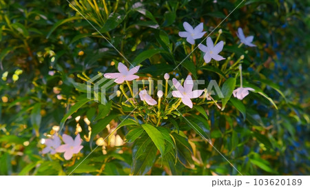 A branch with white sandalwood flowers is illuminated by night lights. A branch with white sandalwood flowers is illuminated by night lights. 103620189