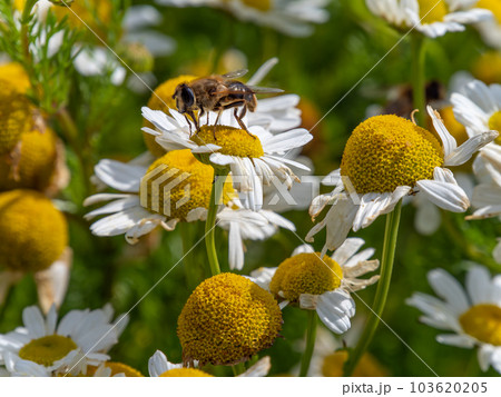 A Hover fly perched on white chamomile flowers on a summer day. White wildflowers. Pollination of plants by insects. bee-like flie perched on white daisy in close up photography 103620205