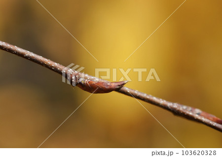 Common hornbeam Horizontalis Common hornbeam Horizontalis 103620328