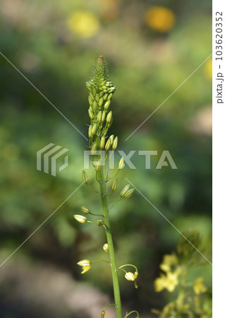 Yellow bulbine Yellow bulbine 103620352