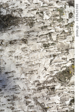 Pubescent birch Pubescent birch 103620360