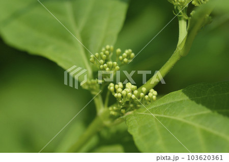 Beautyberry Leucocarpa Beautyberry Leucocarpa 103620361